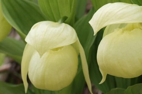 礼文ガイドサービス